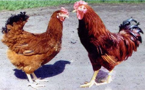 � ��� ������ ������